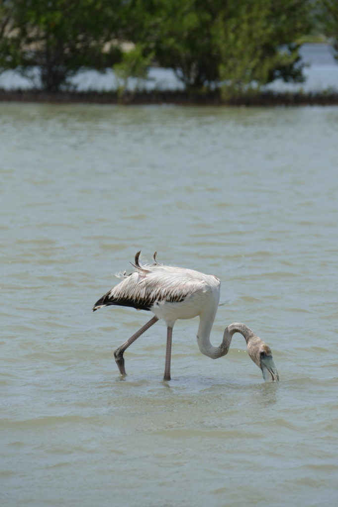 White Flamingo eating
