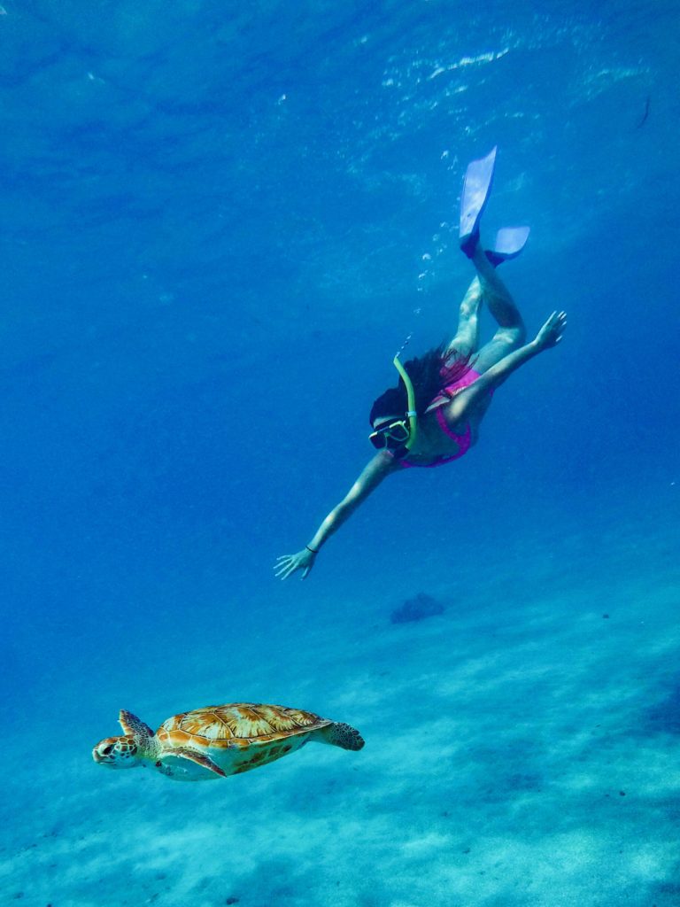 Sea Turtle Diving Pretty All around Blog